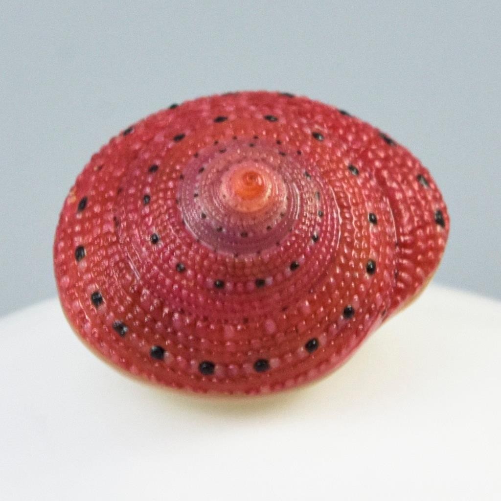 Rare Strawberry Top Shell Cabochon Red Clanculus puniceus | Jewelry Design 1.72g