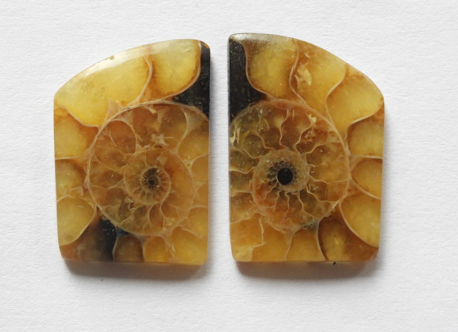 23.80 Ct Natural Ammonite (22.5mm X 15.4mm each) Cabochon Loose Match Pair