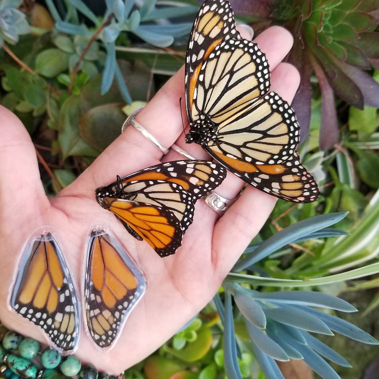 Real Monarch Butterfly Wing Earrings, Resin Coated, Sterling Silver, Taxidermy