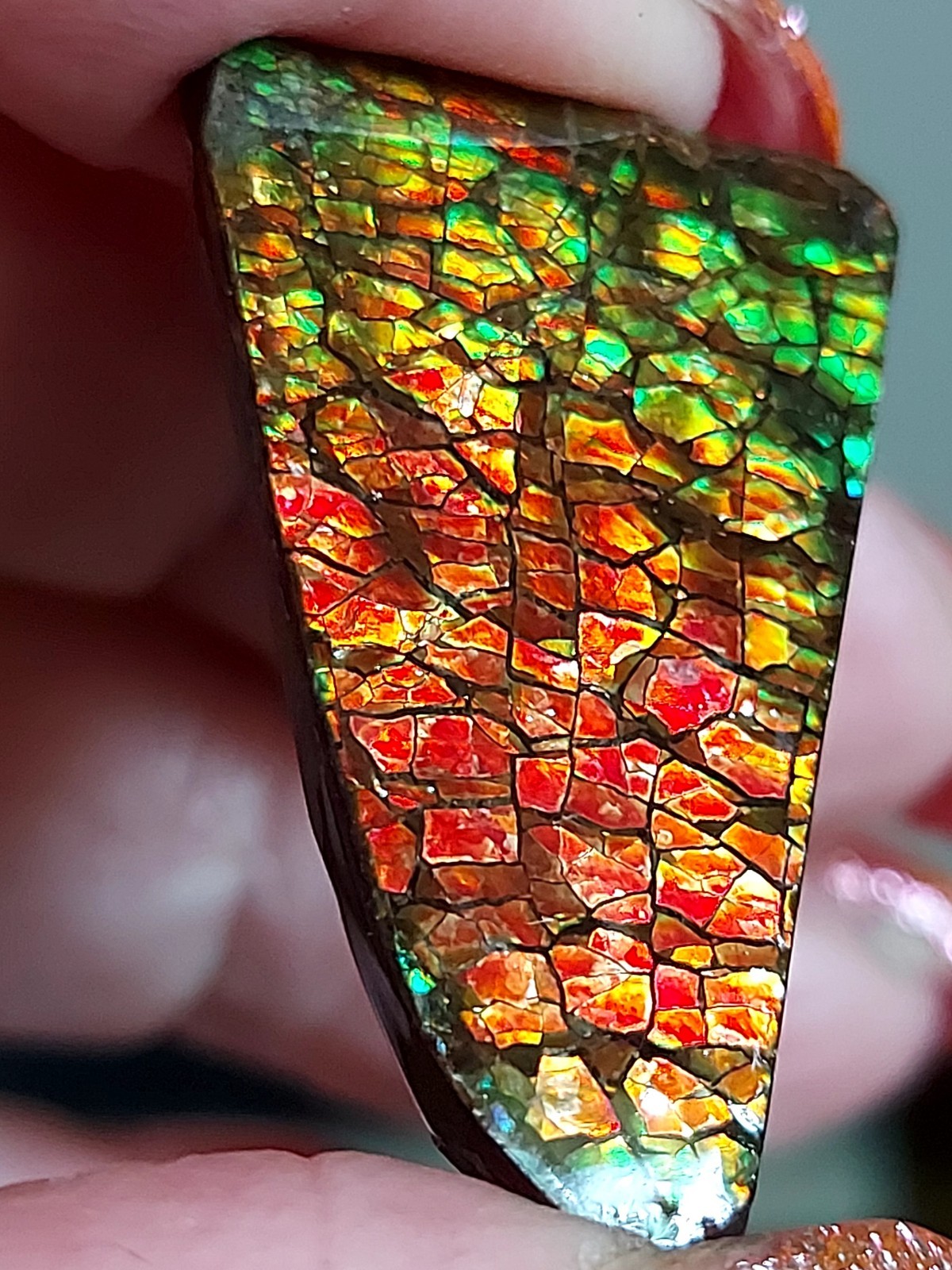 Ammolite Ammonite Coated Stone 30.7x20x4.3mm 5712