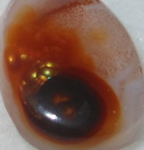 6.30ct Fire Agate Freeform Cabochon size=15.5×10.5×4.4mm Very Fancy! Must see!