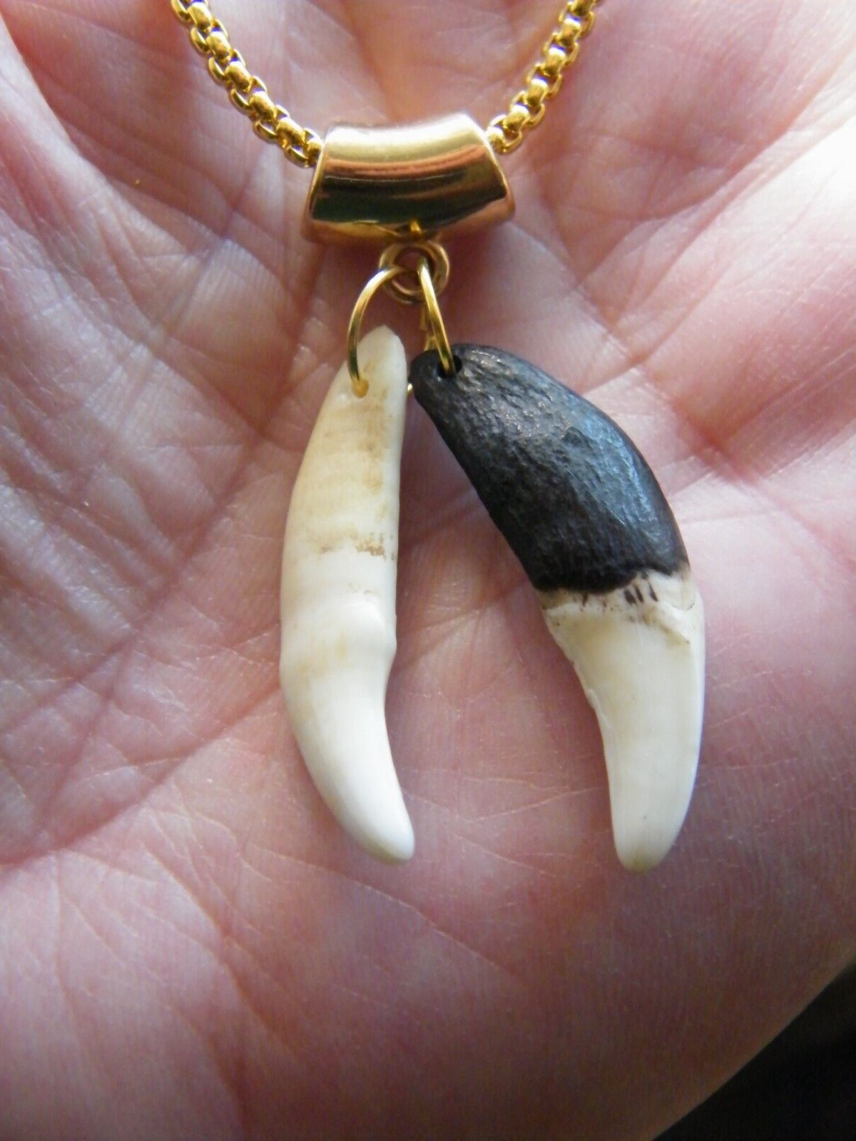 2 COYOTE Tooth Necklace 1 Brown 1 White 1 1/2″ Teeth 18kt GP Chain 22″ NEW!