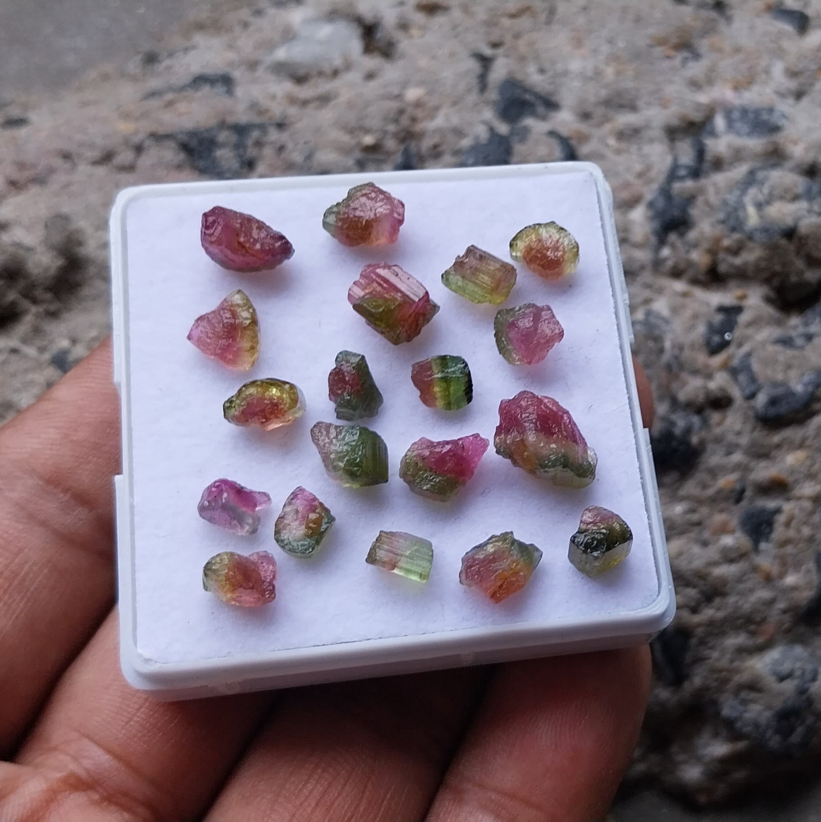 25.5 Ct 4 to 9 MM Natural Watermelon Bi-Color Tourmaline Raw Rough 19 Piece Lot