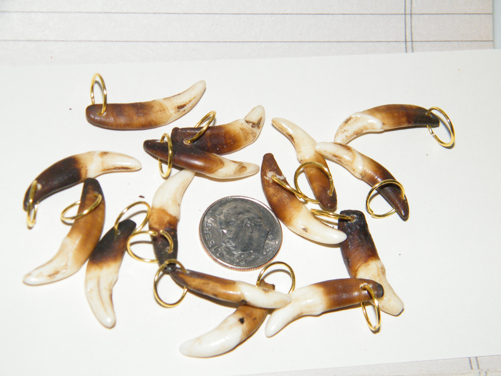Lot of 15 COYOTE TEETH 1 1/4″ Darker Brown Real TOOTH+Gold Rings Lot of 15 NEW!