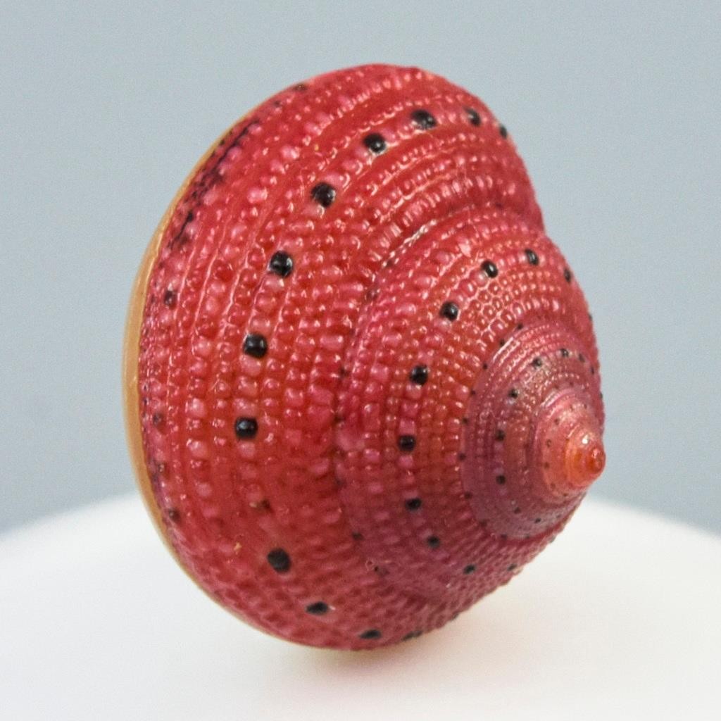 Rare Strawberry Top Shell Cabochon Red Clanculus puniceus | Jewelry Design 1.72g