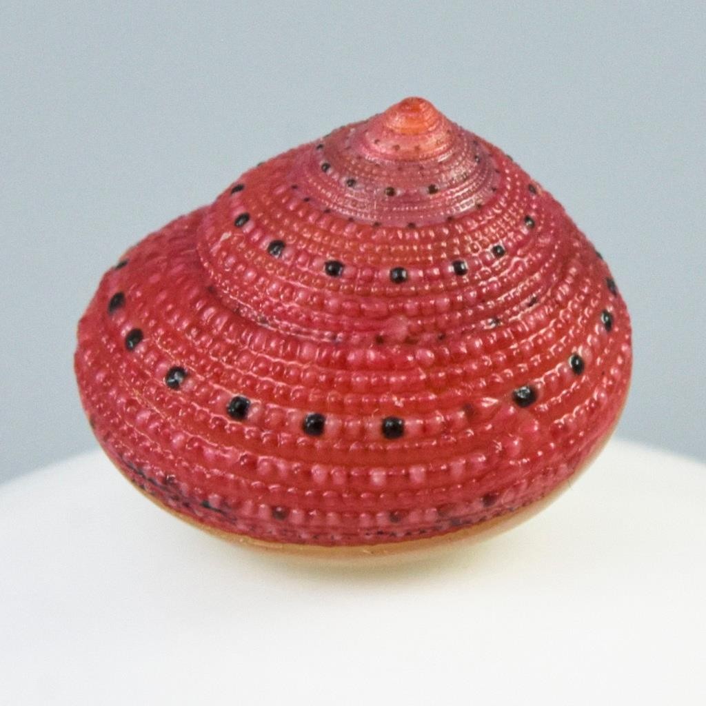 Rare Strawberry Top Shell Cabochon Red Clanculus puniceus | Jewelry Design 1.72g
