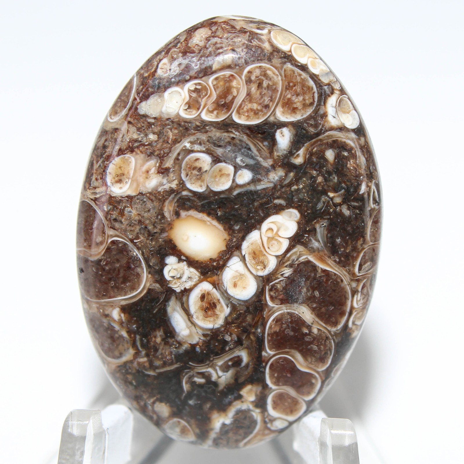 43.50 Ct. Top Turritella Agate Oval Cabochon Loose Gemstone 36x25x5 mm