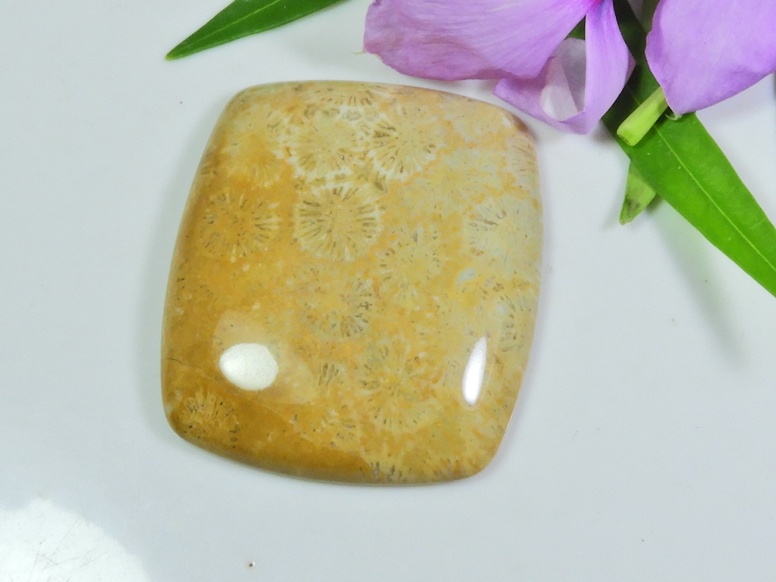 60Cts. Natural Fossil Coral Rectangular Cabochon Loose Gemstone 31X35X07 MM