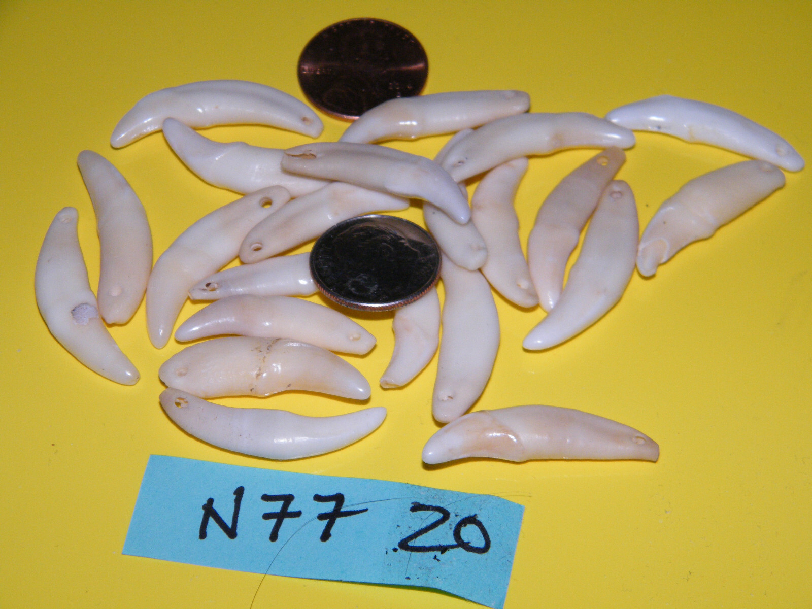 Lot of 20 COYOTE Teeth ERU/Off White REAL Tooth 1 1/4″ with HOLES 20 Count NEW!