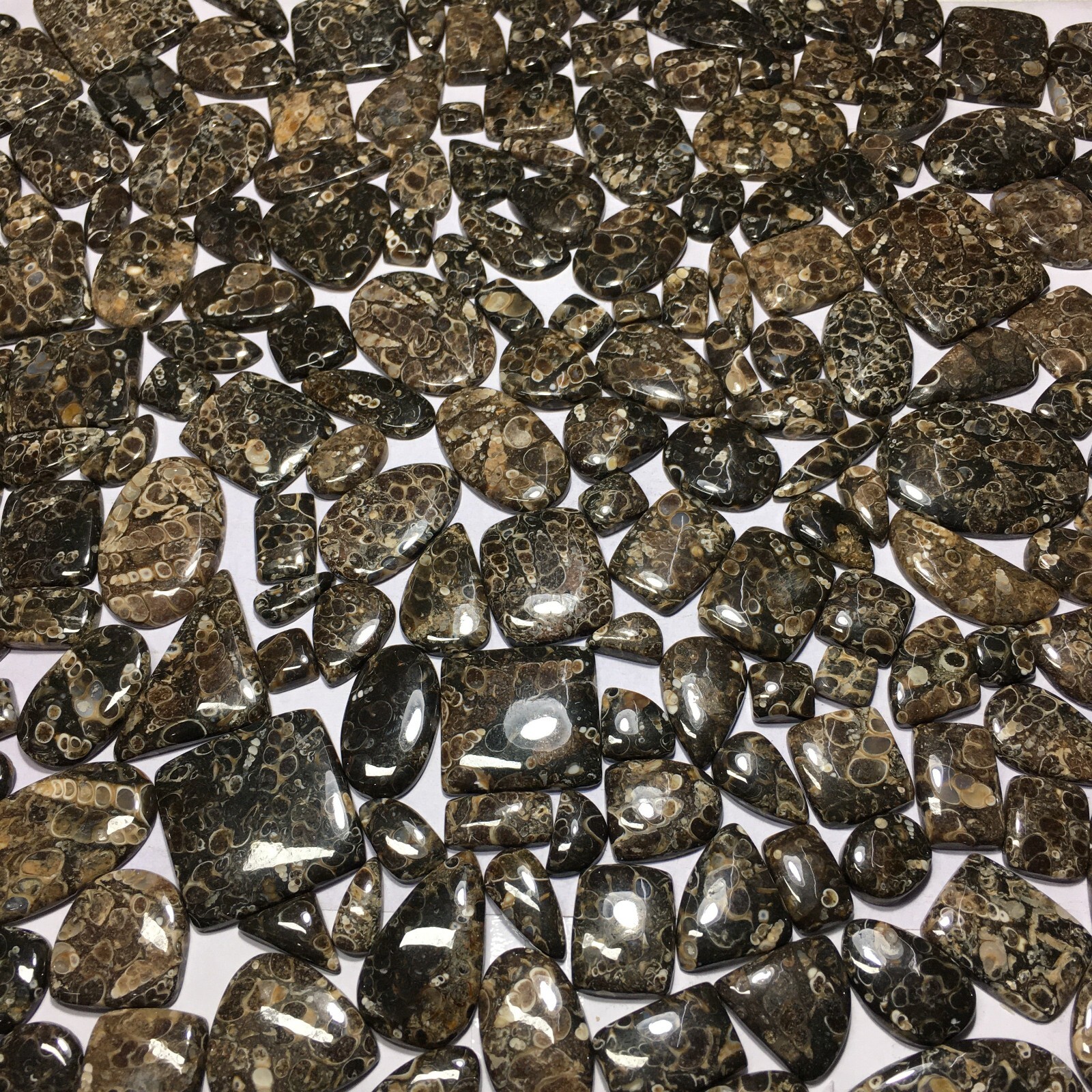 Turritella Agate Loose Cabochon Spiritual Gemstone Natural