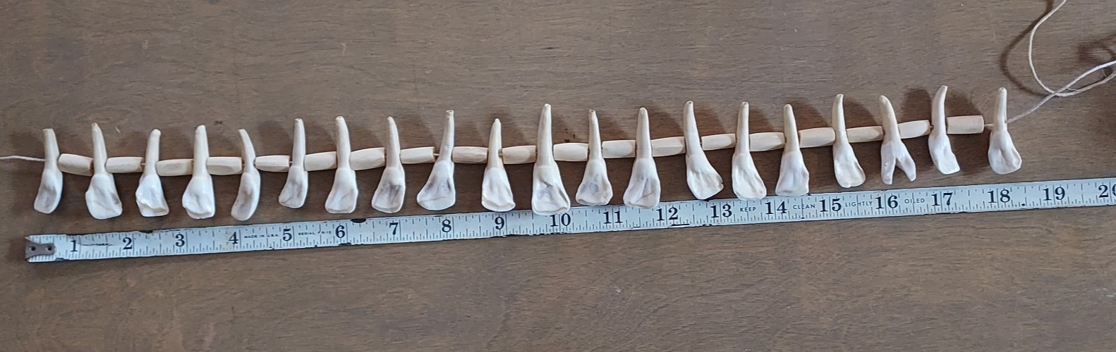 REAL Natural Vintage Tribal Ethnic Necklace Tooth / 20 TEETH + Animal BONES
