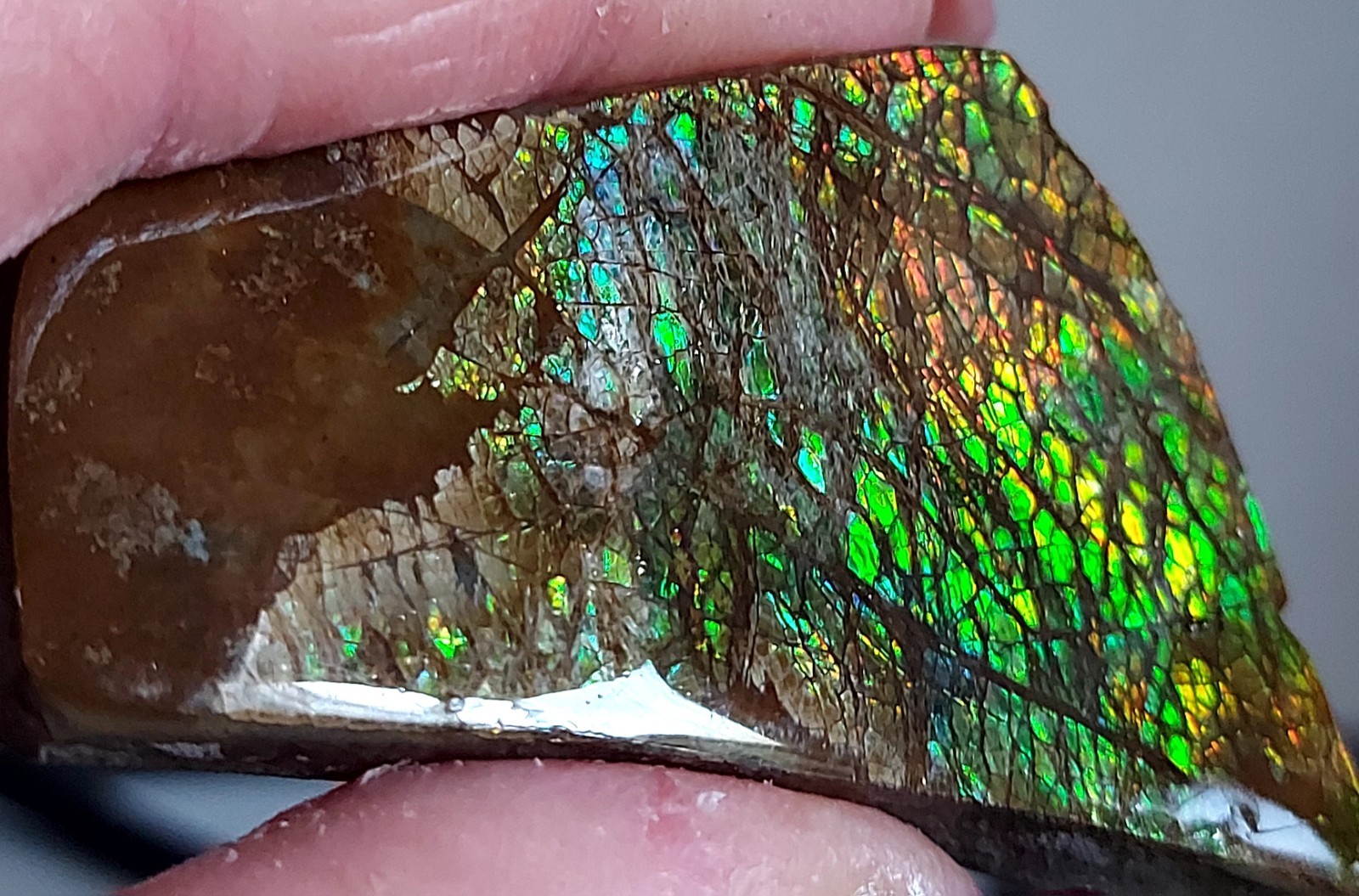 Ammolite Ammonite tabletop Display Piece 57.5x38x10.2mm 19232