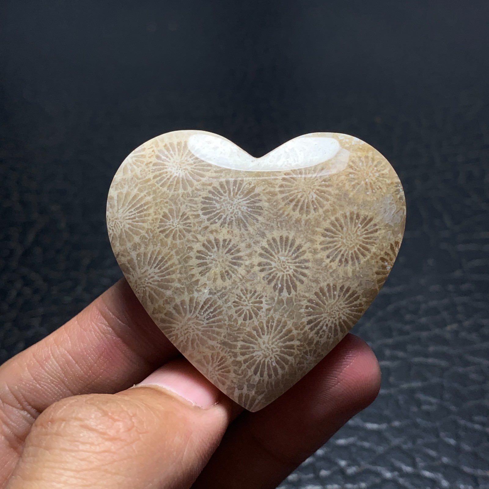 Fossilized Coral Cabochon 45x42x9.5mm High Quality 124 ct