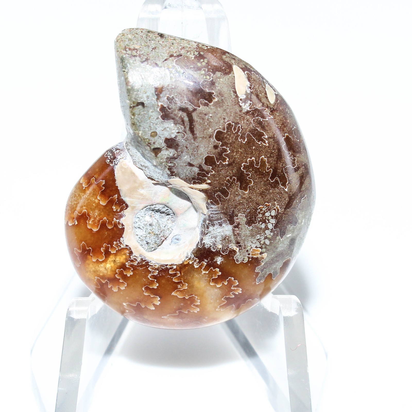 47.40 Ct. Rare Ammonite Fossil Fancy Cabochon Loose Gemstone 31x25x9 mm