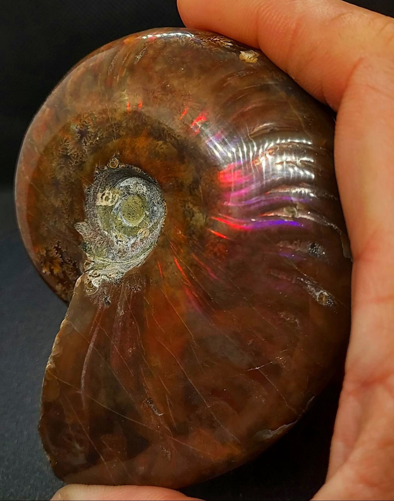 Huge 885ct Opalized Ammonite Natural Ammolite Specimen Fossil fossilized Luck
