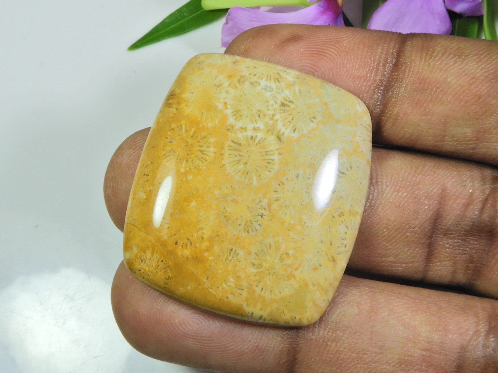 60Cts. Natural Fossil Coral Rectangular Cabochon Loose Gemstone 31X35X07 MM