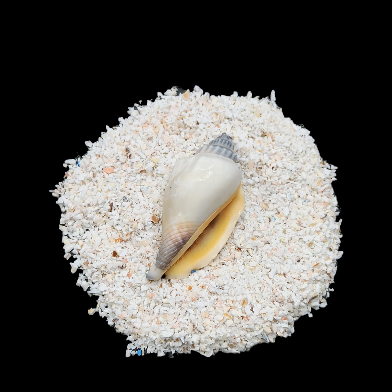 Fossil Shell 0.5-1mm Crushed Gemstone for Resin Inlay Jewelry