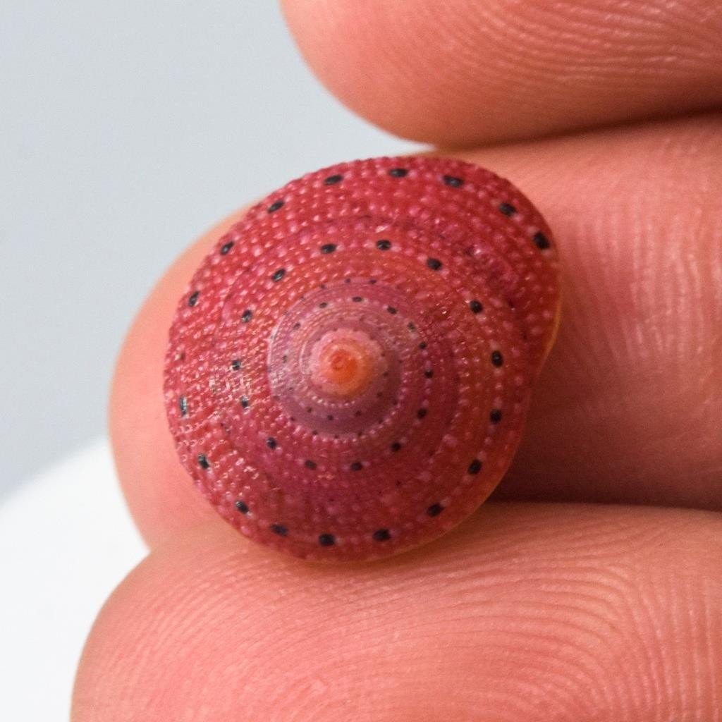 Rare Strawberry Top Shell Cabochon Red Clanculus puniceus | Jewelry Design 1.72g