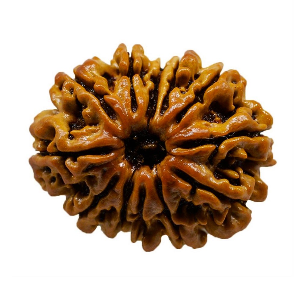 Rudraksha Pendant 12 Mukhi/Tweleve Faced Round Red Thread