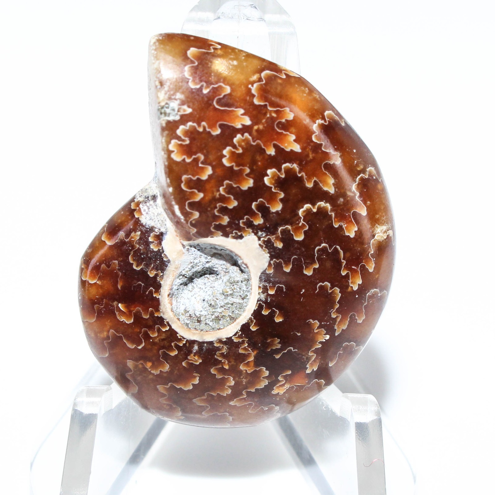 43.50 Ct. Rare Ammonite Fossil Fancy Cabochon Loose Gemstone 32x24x7 mm