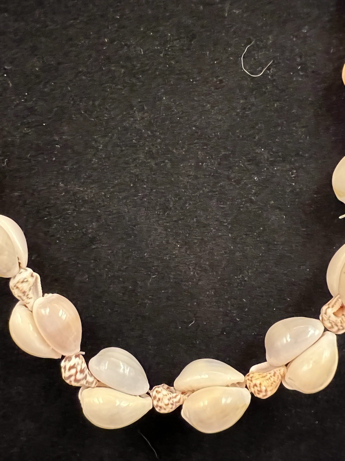Vintage Beach Necklace Cowrie Conch Shell Seashells Phillipines 30″ Long Length