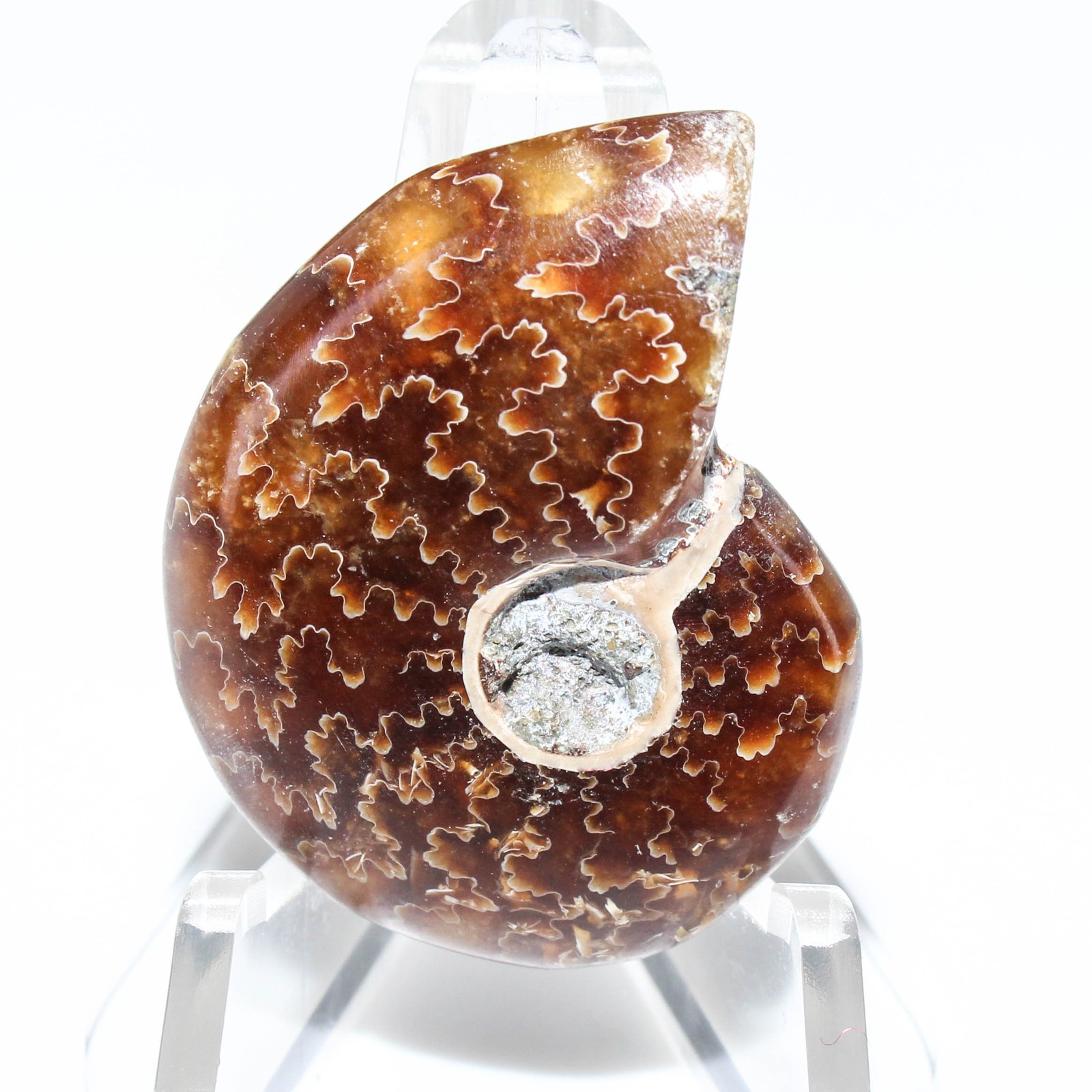 43.50 Ct. Rare Ammonite Fossil Fancy Cabochon Loose Gemstone 32x24x7 mm