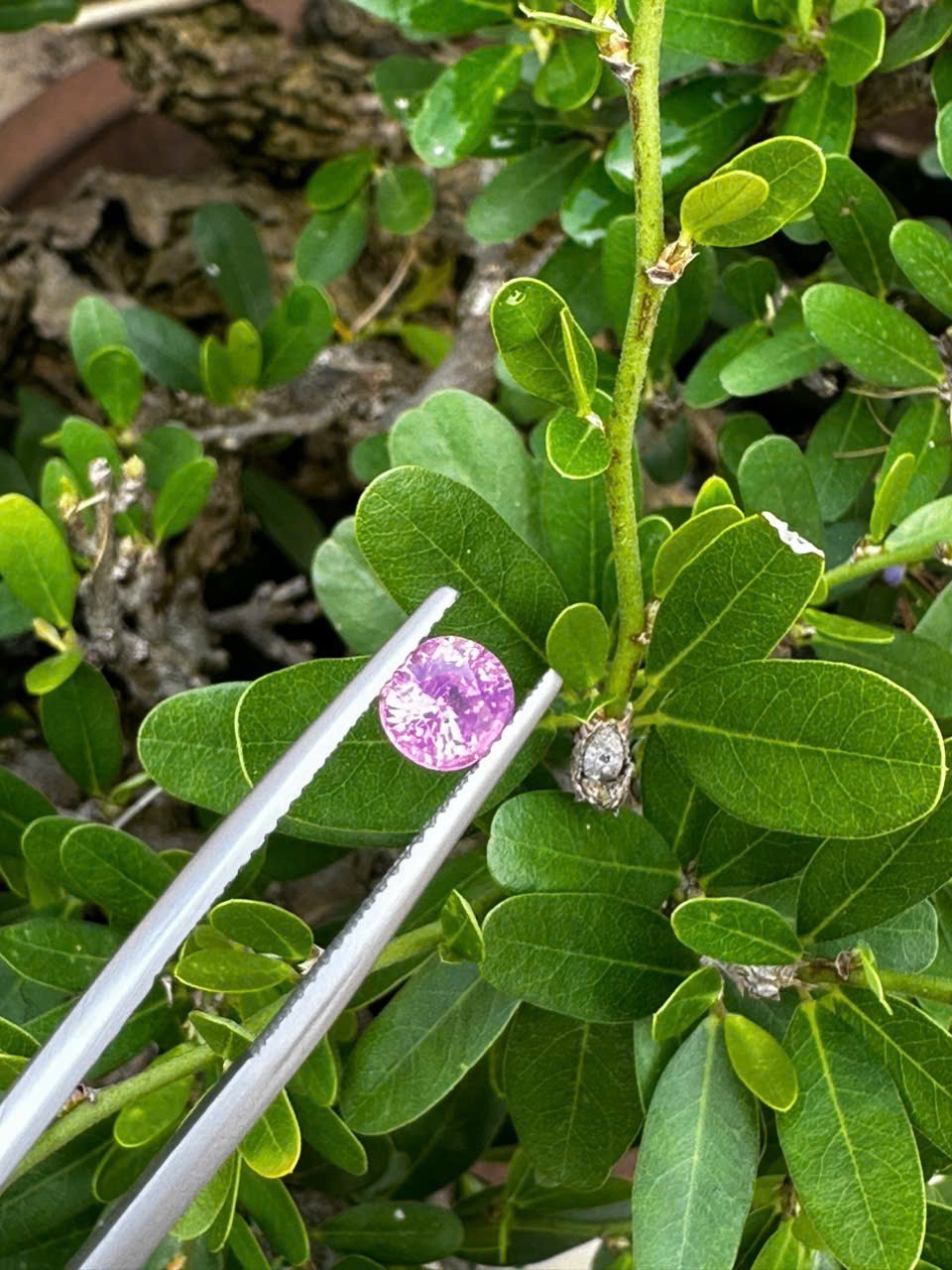 Certified 1.06cts Eye clean Untreated Natural Purplish Pink Milky Sapphire