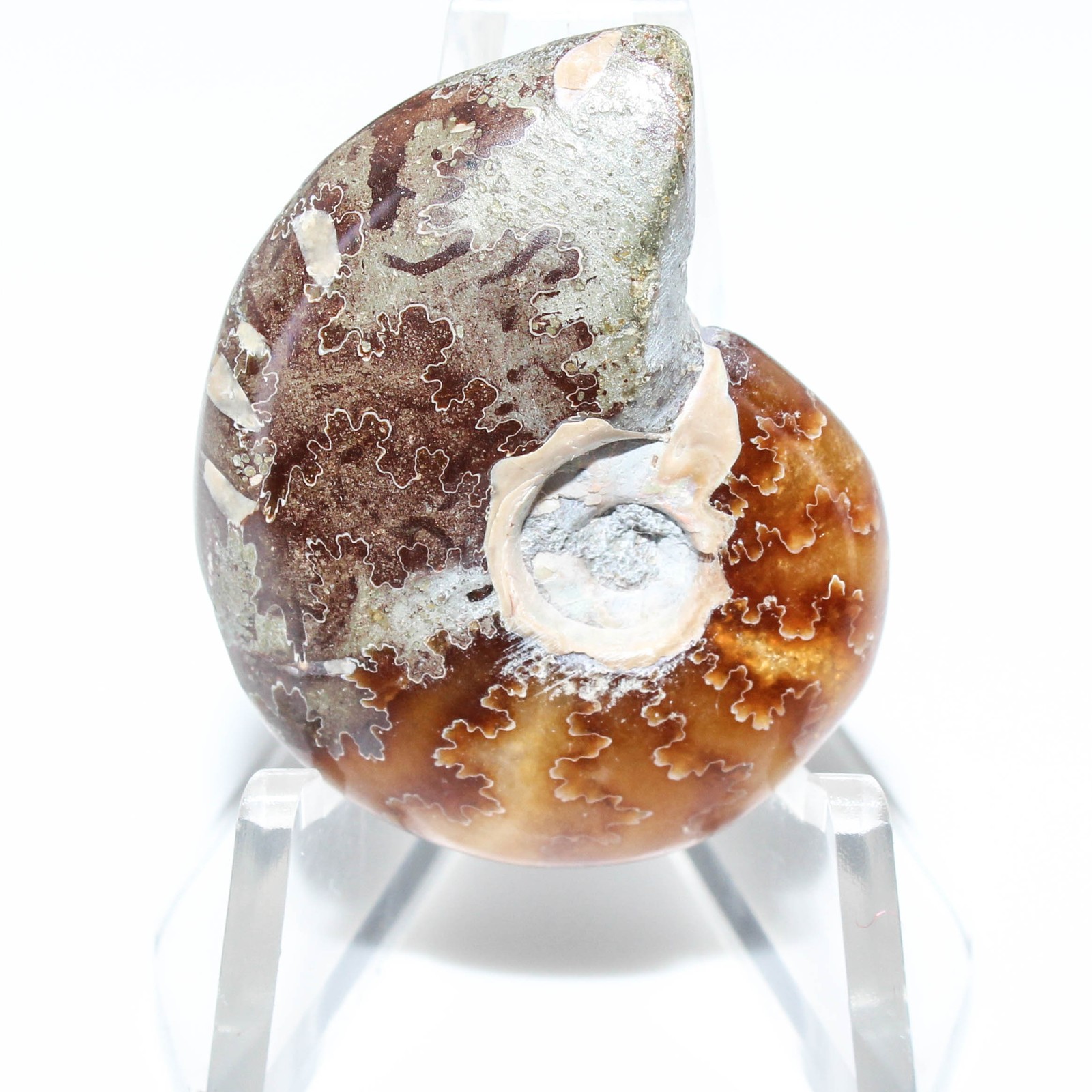 47.40 Ct. Rare Ammonite Fossil Fancy Cabochon Loose Gemstone 31x25x9 mm