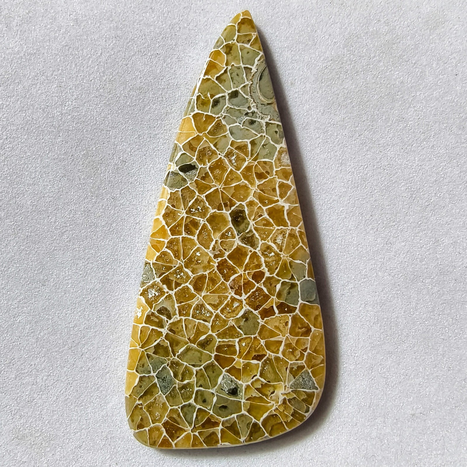 43.50 Cts Natural Fossilized Coral Cabochon Gemstone 53.7×23.4×4.3 MM
