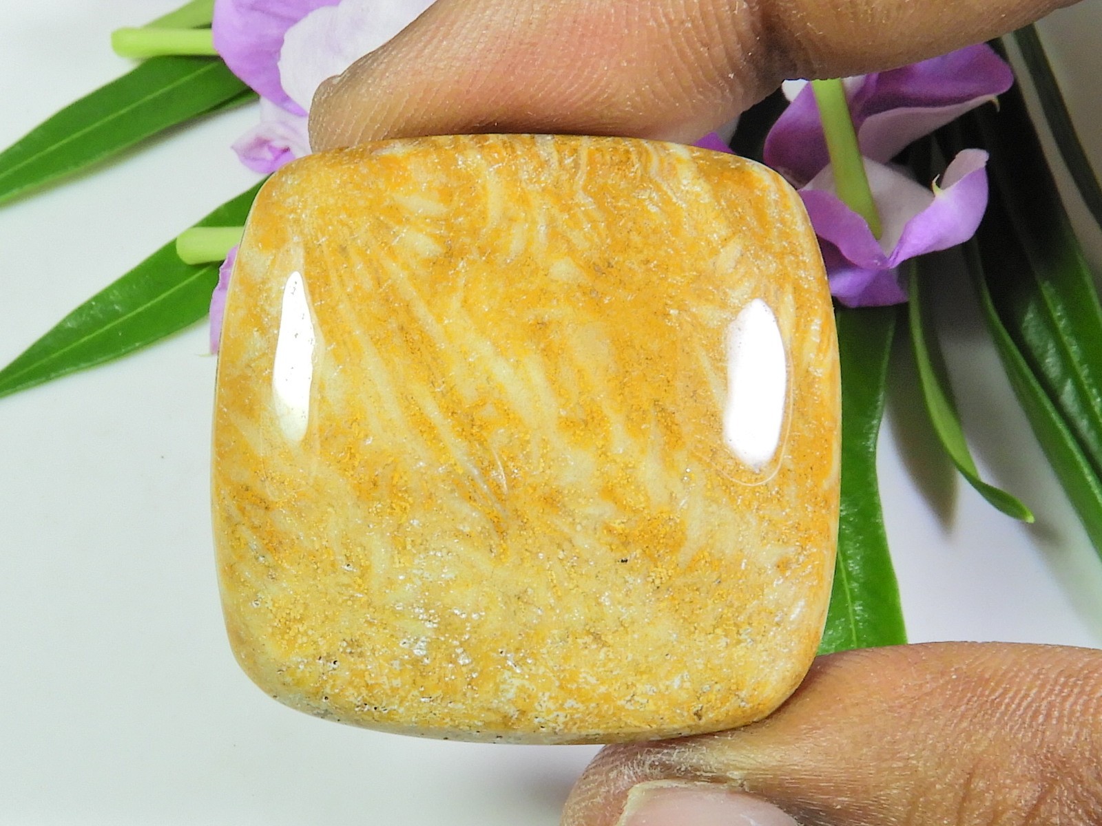 54Cts. Natural Fossil Coral Rectangular Cabochon Loose Gemstone 33X33X05 MM