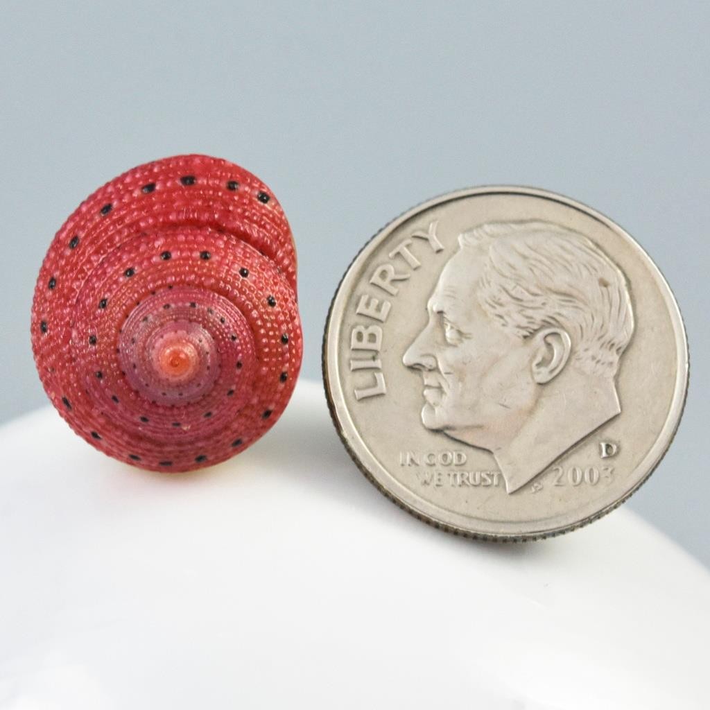 Rare Strawberry Top Shell Cabochon Red Clanculus puniceus | Jewelry Design 1.72g