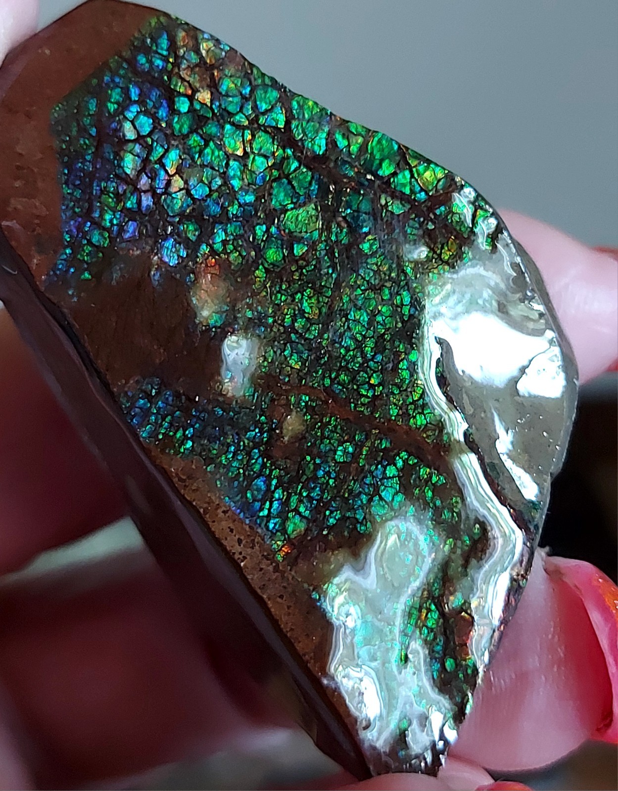 Ammolite Ammonite tabletop Display Piece 53.5x33x22.4mm 5237
