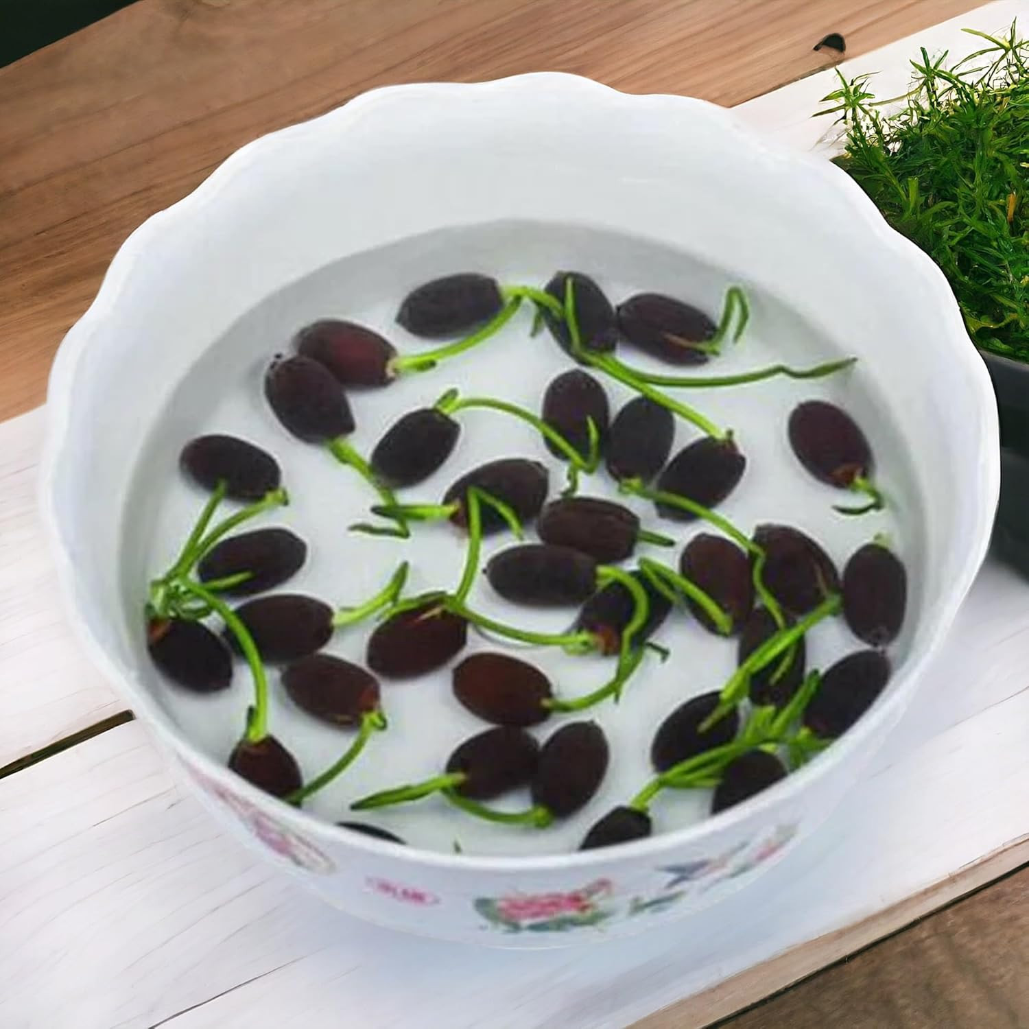 15Pcs Mixed Pink, Red & Green Color Bowl Lotus Seeds for Planting Beautiful Wate