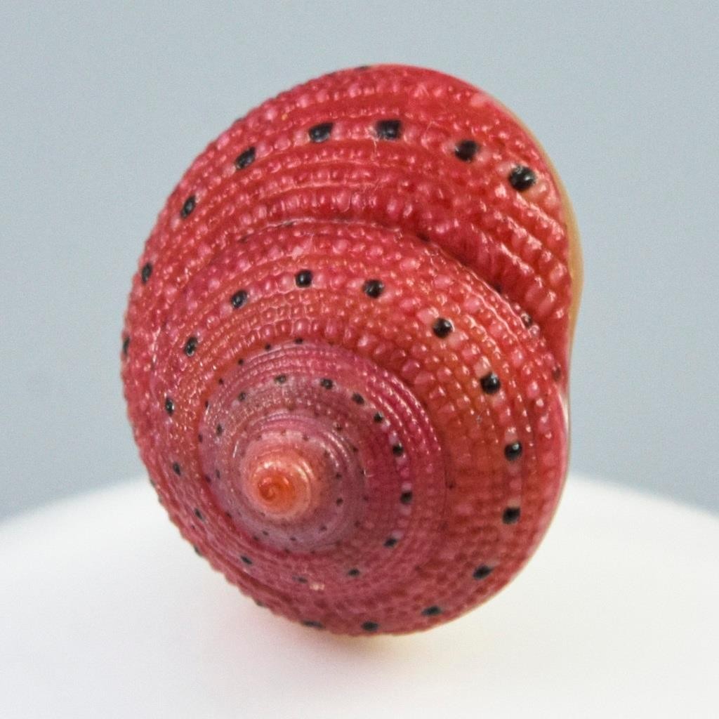 Rare Strawberry Top Shell Cabochon Red Clanculus puniceus | Jewelry Design 1.72g