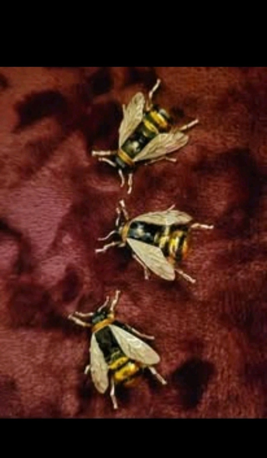 Bumblebee Bee Insect Bug Enamel Brooch Pin Lapel Lot Enamel Jewelry CA USA