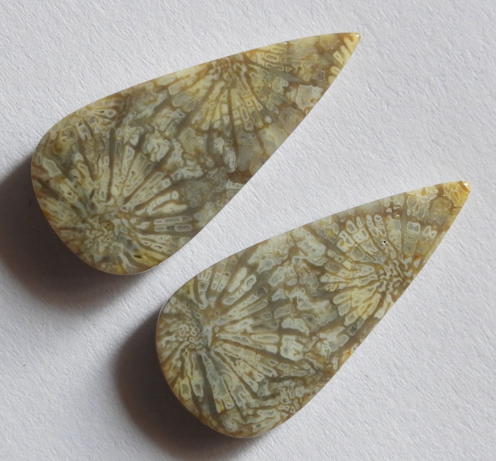 18.65 Ct Natural Fossil Coral (24.7mm X 12mm each) Cabochon Loose Match Pair