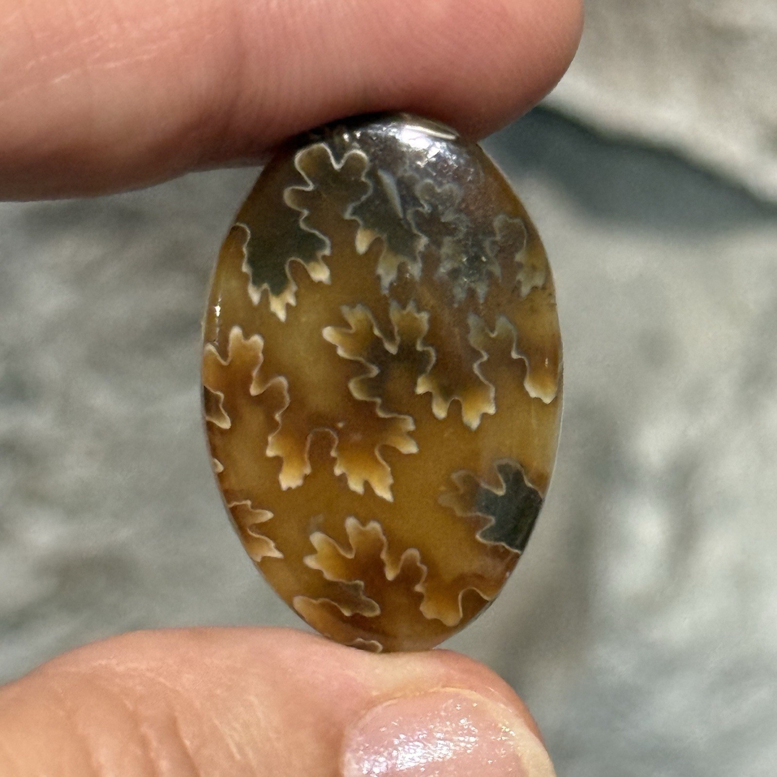 33ct 30×20.6×5.8mm Fine Ammonite Fossil Oval Cabochon Gemstone