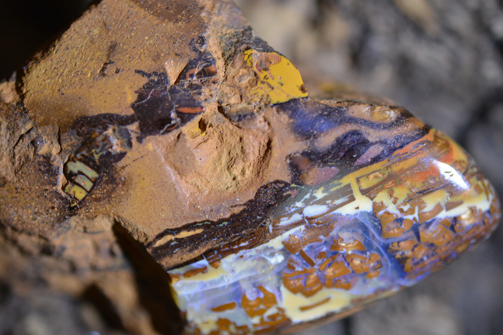 149ct 55x35x15 Koroite Wood Fossil Opal Polished Collectors Grade Australi gem