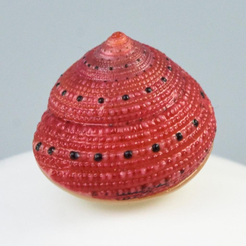 Rare Strawberry Top Shell Cabochon Red Clanculus puniceus | Jewelry Design 1.72g