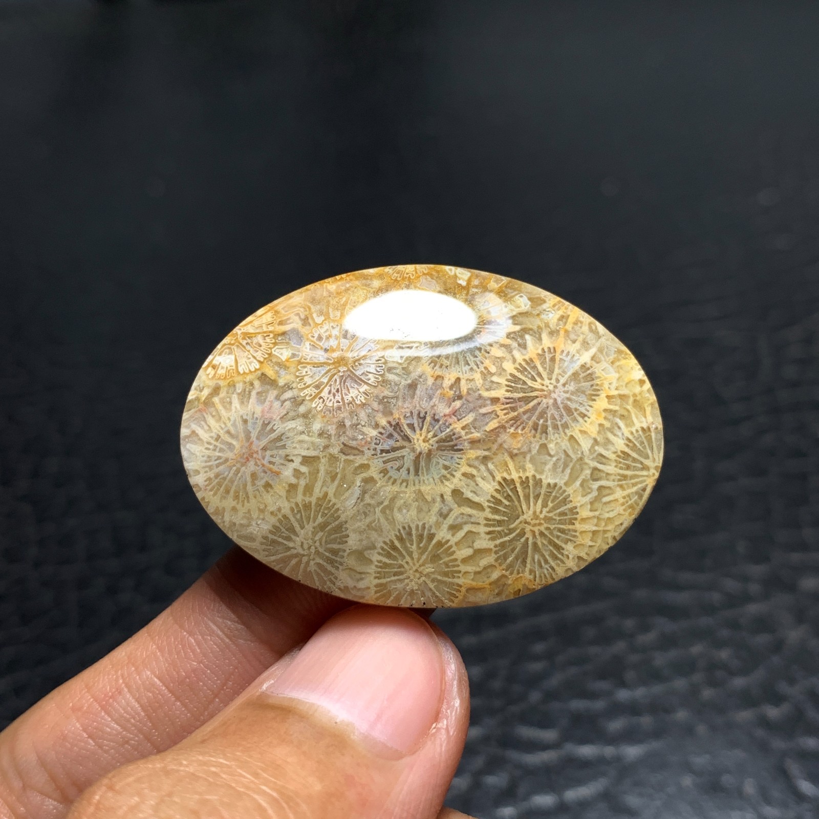 Coral Fossil Cabochon 38x27x6mm High Quality 50.5 ct