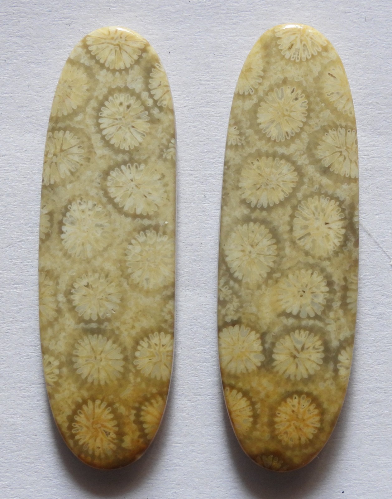 28.75 Ct Natural Fossil Coral (36.6mm X 11.3mm each) Cabochon Loose Match Pair