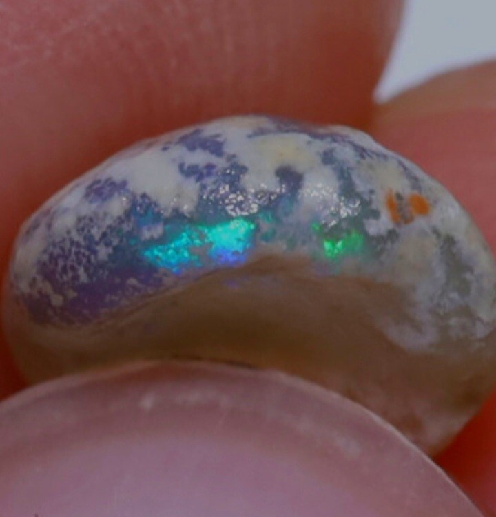 1.54Ct Opalized Yabby Button Fossil Spectacular Piece Lightning Ridge Hyper Rare