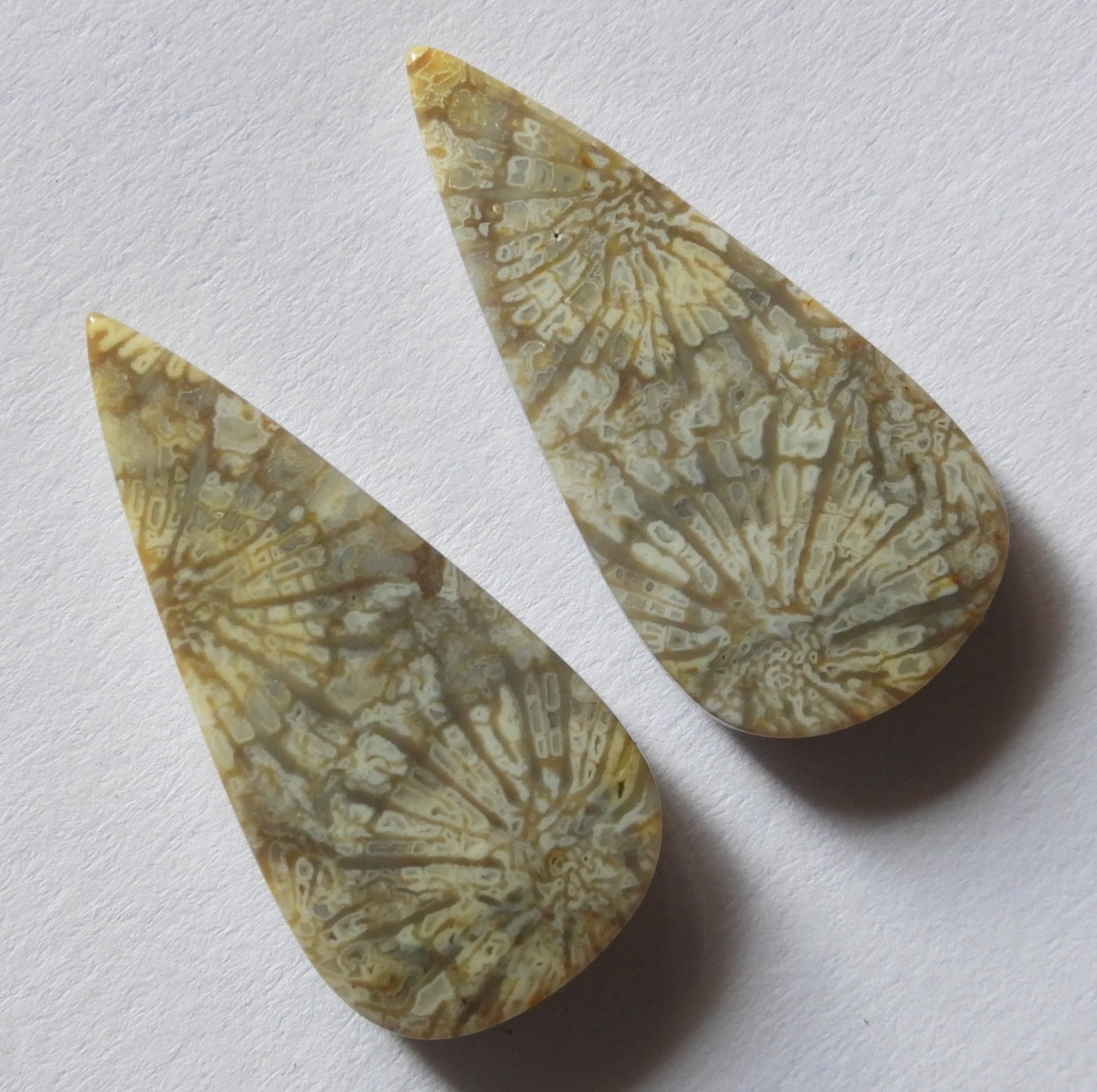 18.65 Ct Natural Fossil Coral (24.7mm X 12mm each) Cabochon Loose Match Pair