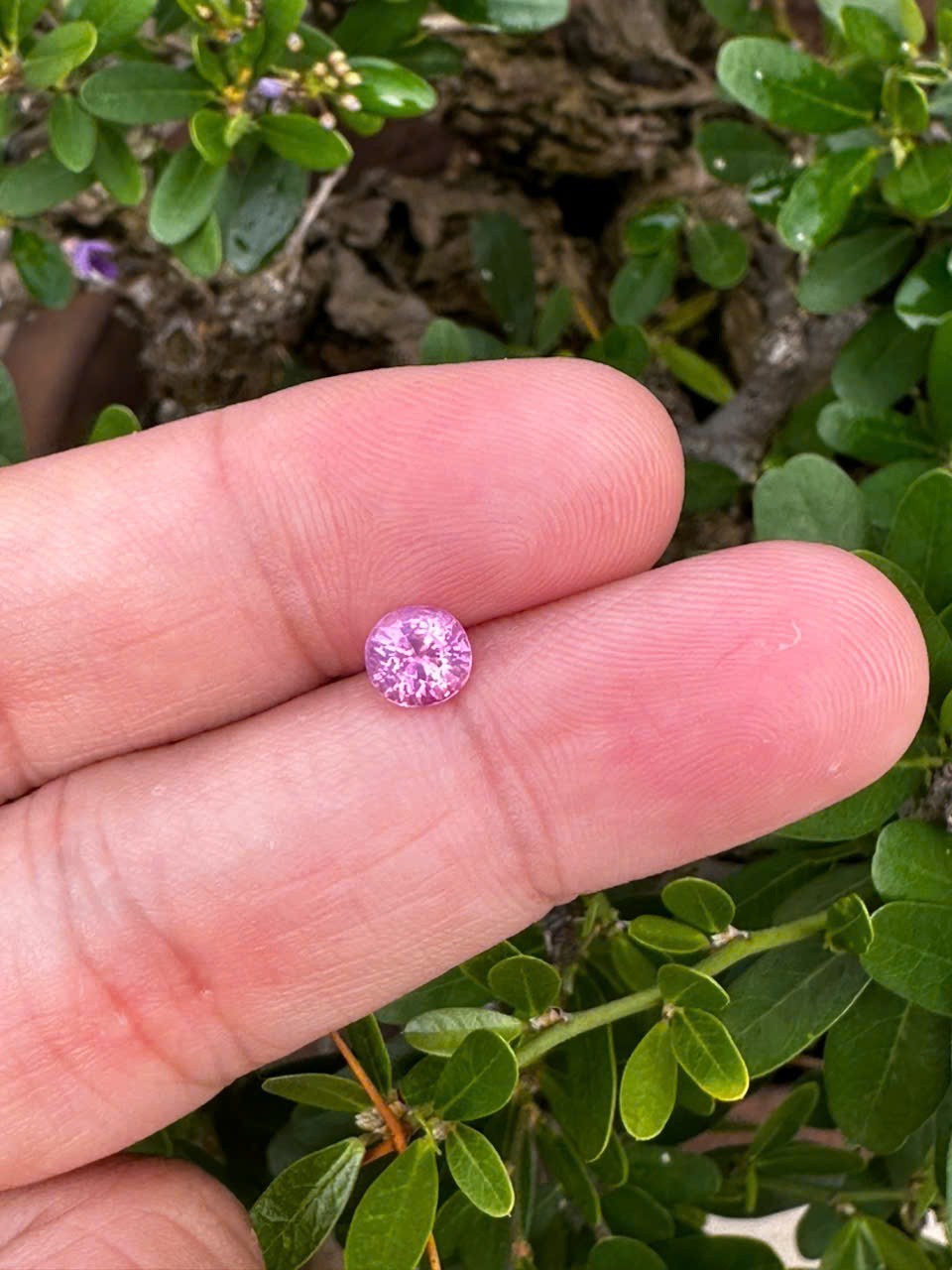 Certified 1.06cts Eye clean Untreated Natural Purplish Pink Milky Sapphire