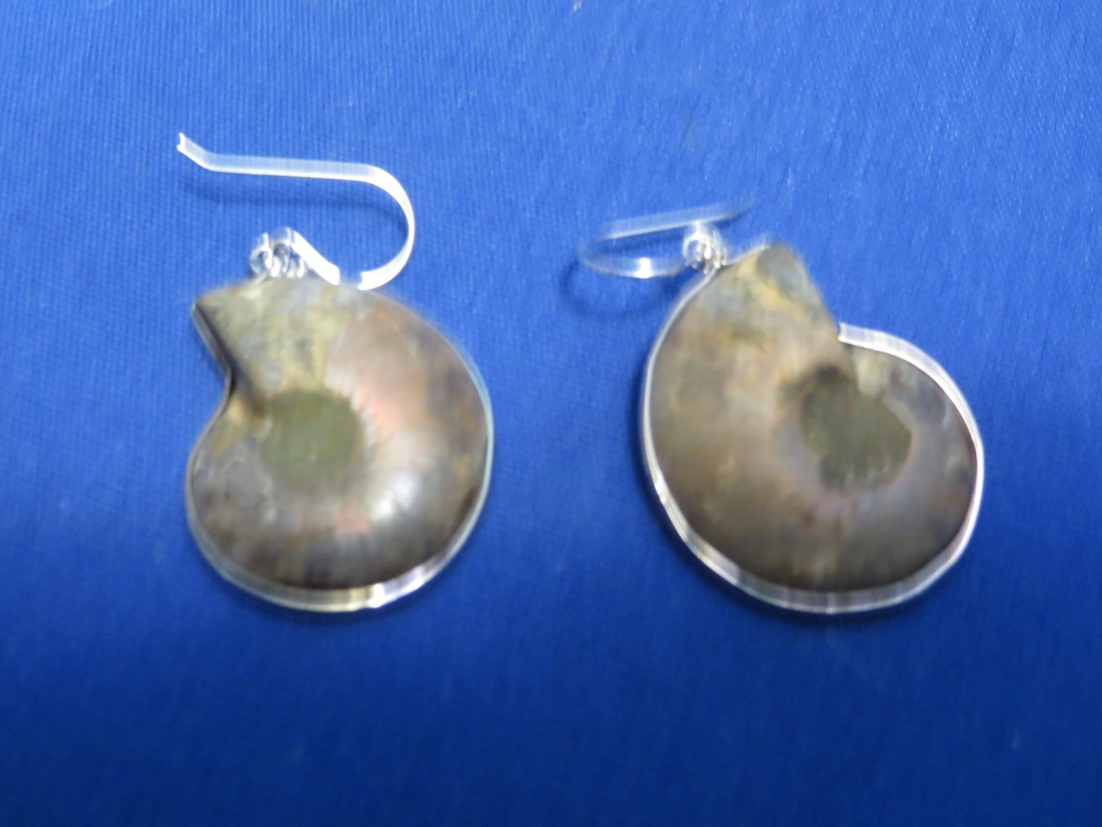 NEW! Natural Cut Polished Madagascar Fossil Ammonite Earrings Sterling Silver