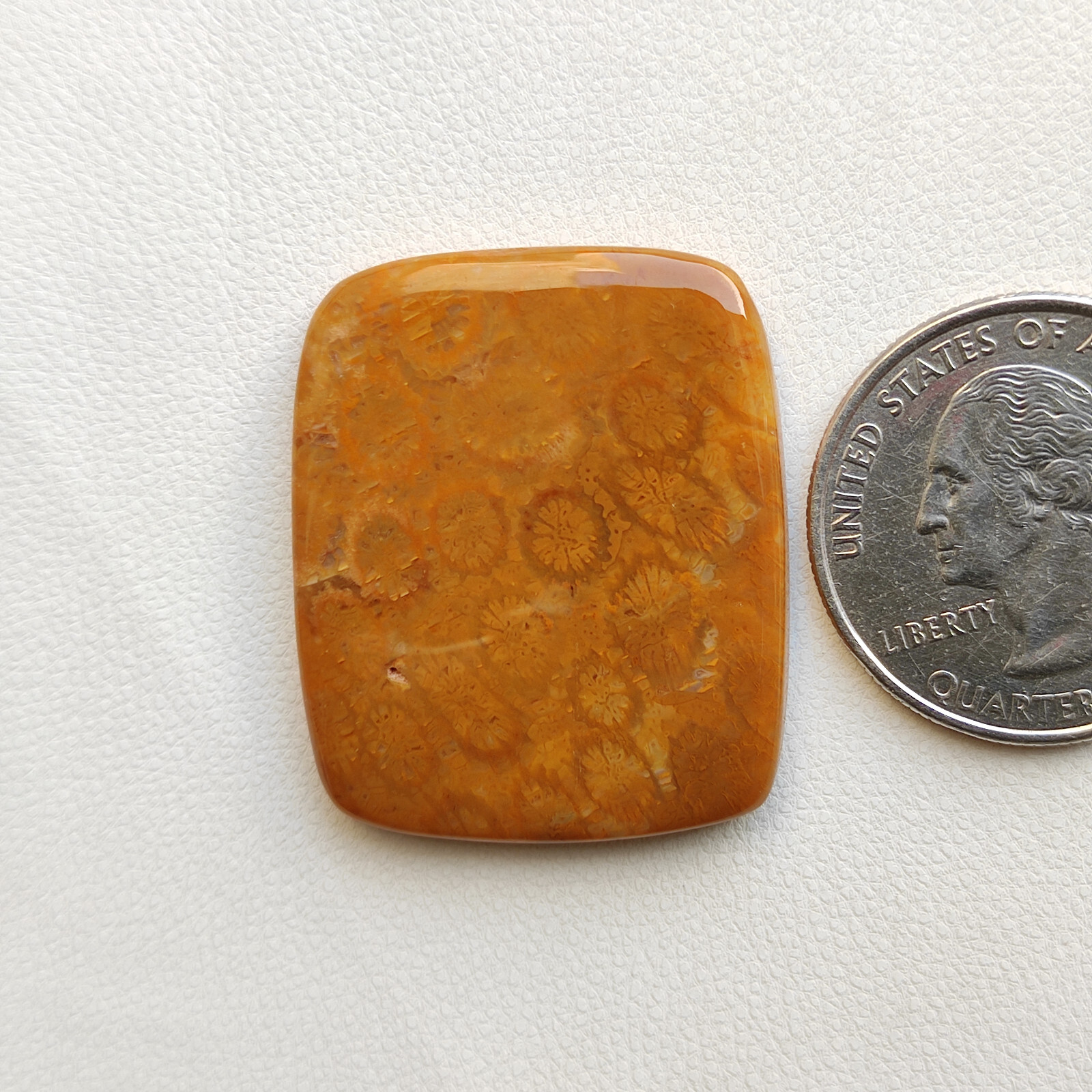 Brown fossil coral flatback cabochon loose fossilized coral handmade stone C5782