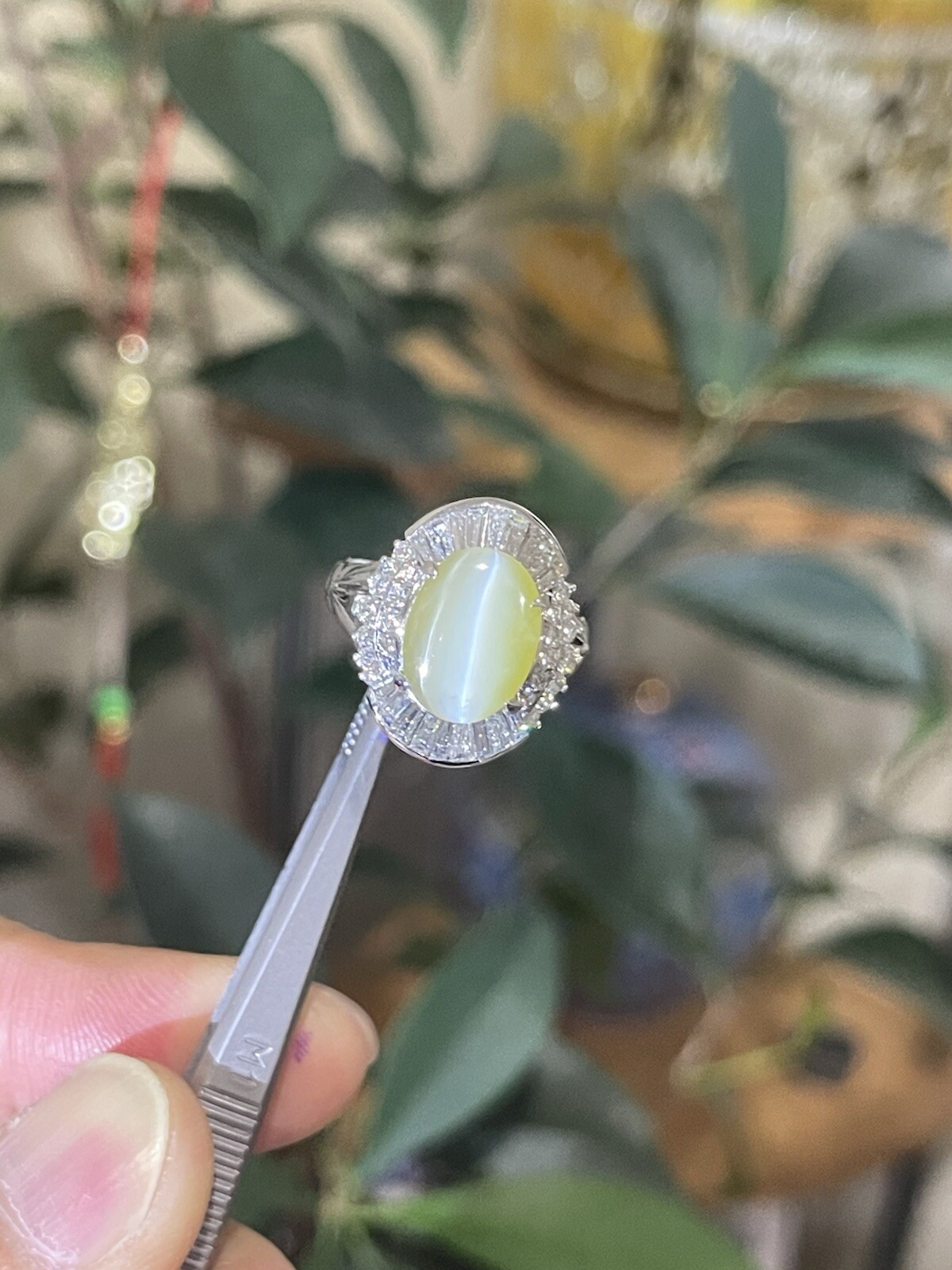 GIA 3.29ct Natural Chrysoberyl Greenish Yellow Cats Eye Ring 1.38ct diam,pt900