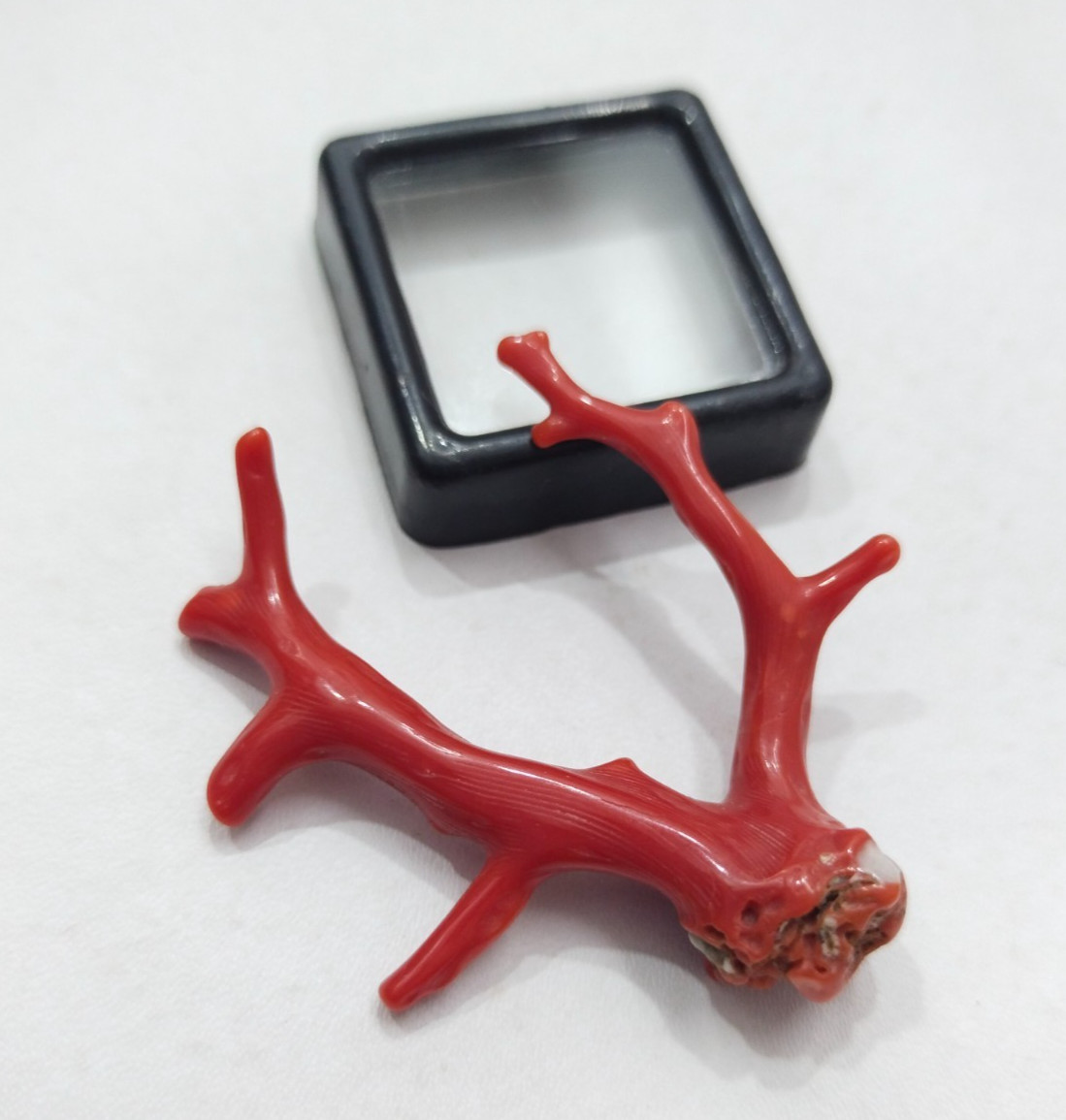 26 CRT Italian Red Coral Tree Branch, Mediterranean Sea Red Coral Well Polished