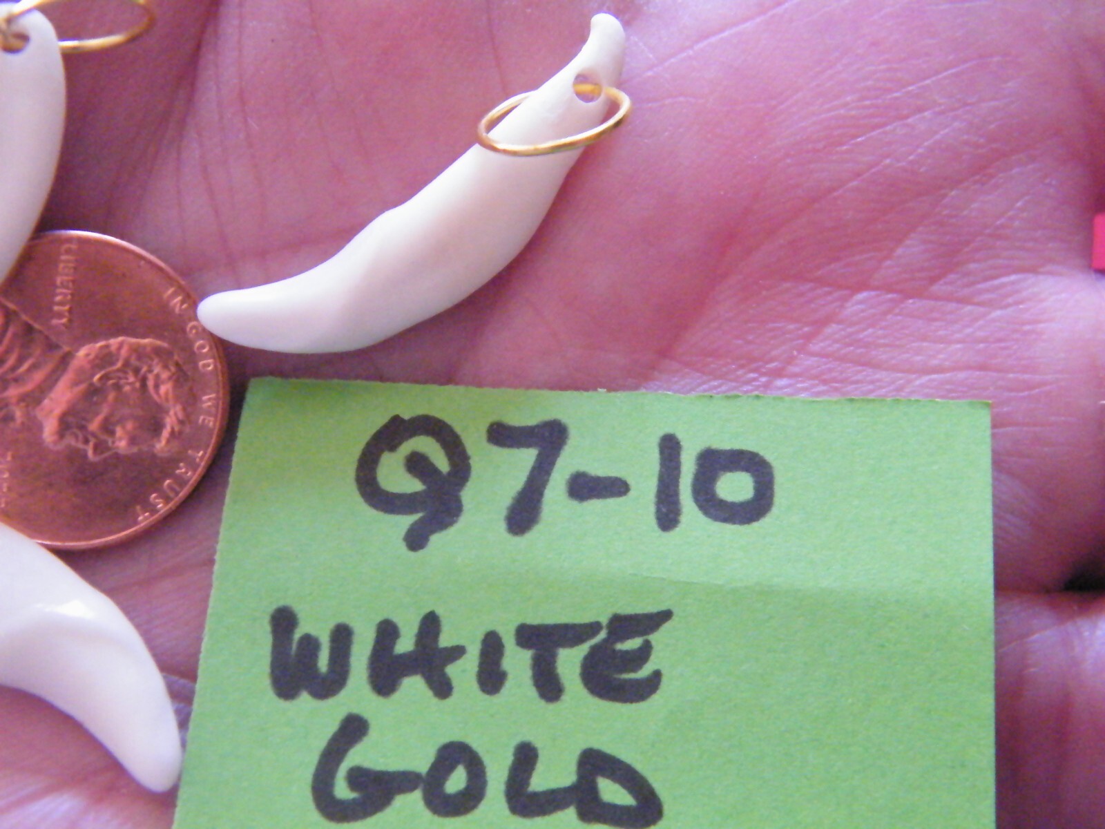Lot of 20 COYOTE Teeth Brite White REAL Tooth 1 1/8″- 1 1/4″ w/Rings 20 Ct NEW!