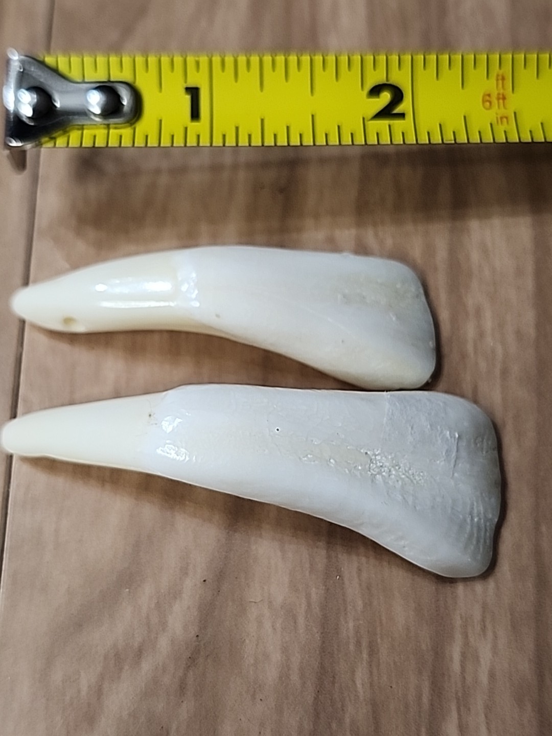 Pair of Genuine Buffalo Teeth Drilled Holes For Jewelry Approximatly 2 Inches
